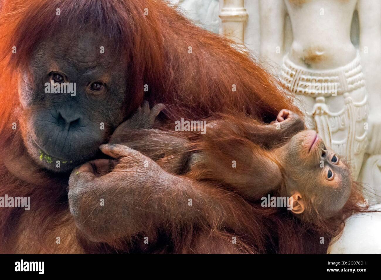 Sumatran orangutan / orang-utan (Pongo abelii) female holding six months old baby in zoo, native to the Indonesian island of Sumatra Stock Photo