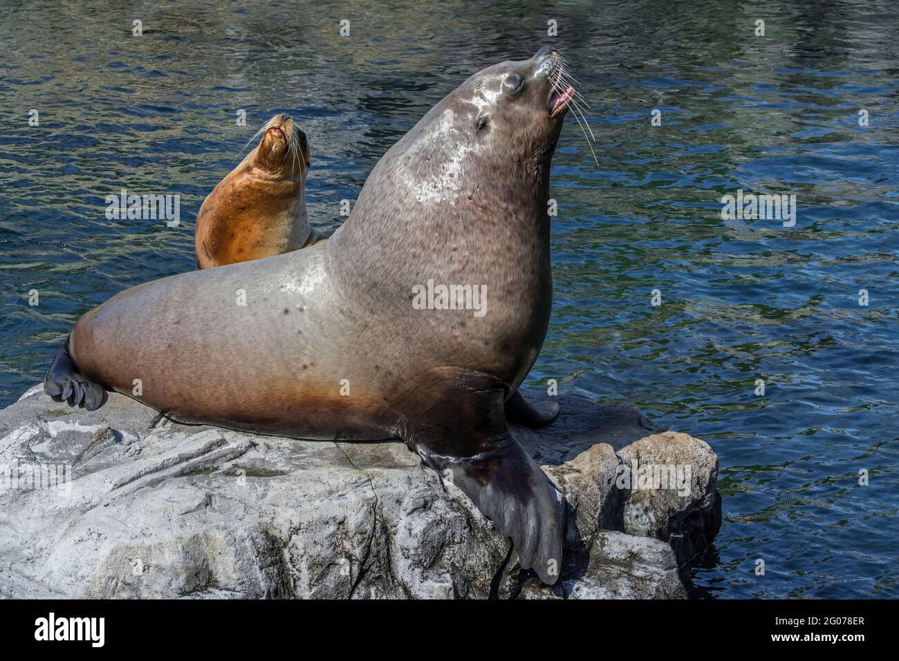 Steller sea lion / northern sea lions / Steller's sea lion (Eumetopias jubatus) male / bull and female basking on rock, native to the northern Pacific Stock Photo