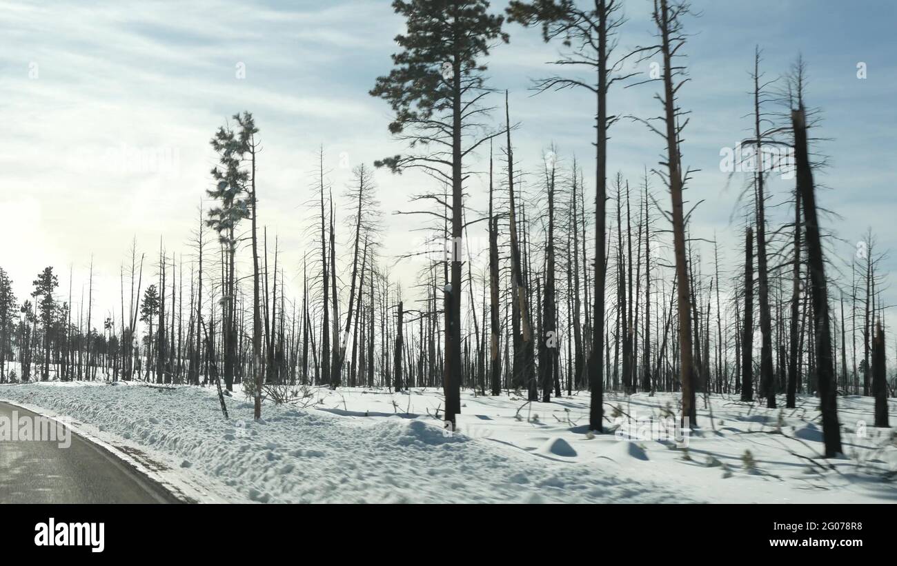 Forest fire aftermath, burnt charred trees in USA. Black dry burned scorched coniferous woodland after conflagration. Parched damaged wood in Bryce Ca Stock Photo