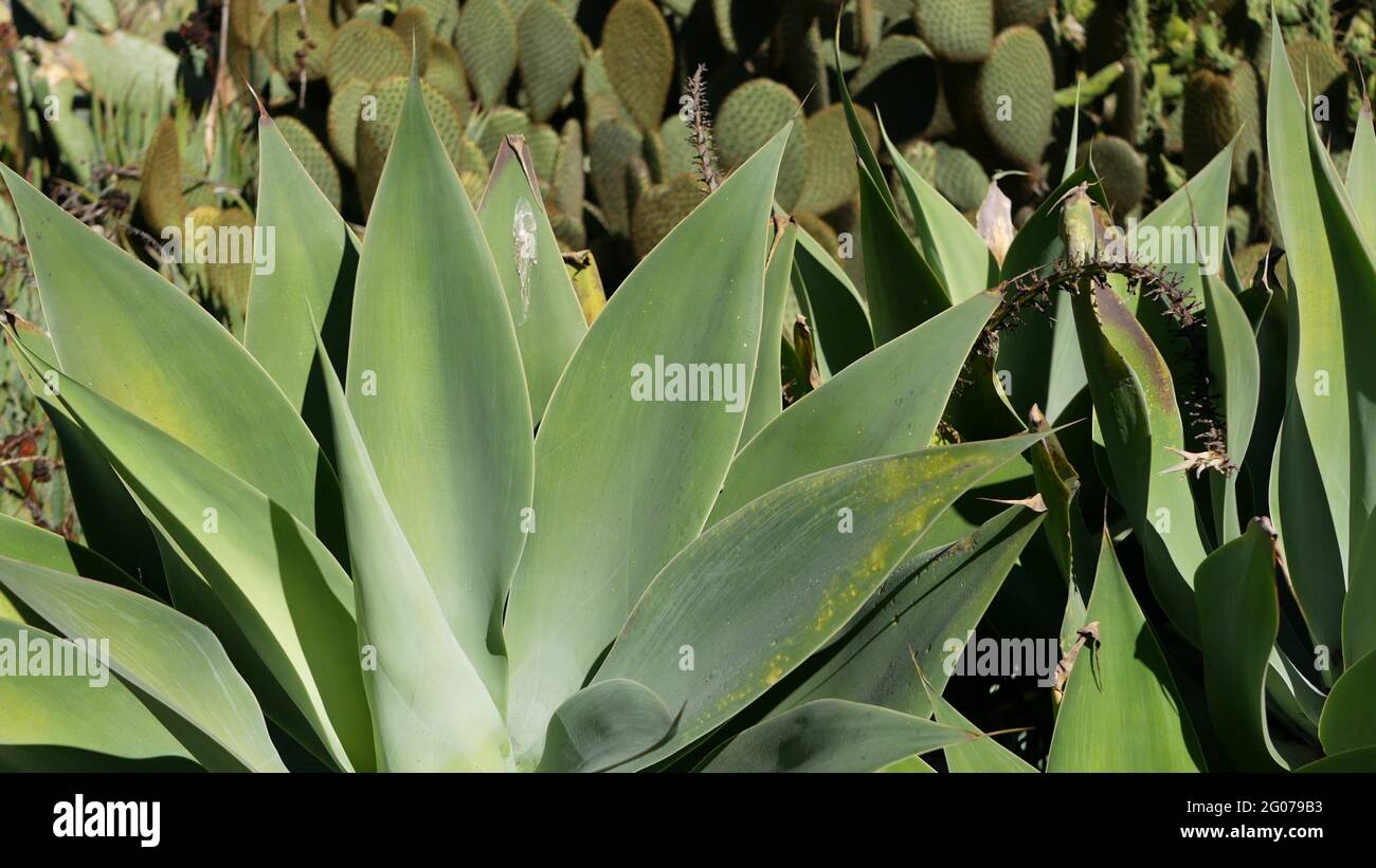Agave leaves, succulent gardening in California, USA. Home garden design,  yucca, century plant or aloe. Natural botanical ornamental mexican  houseplan Stock Photo - Alamy