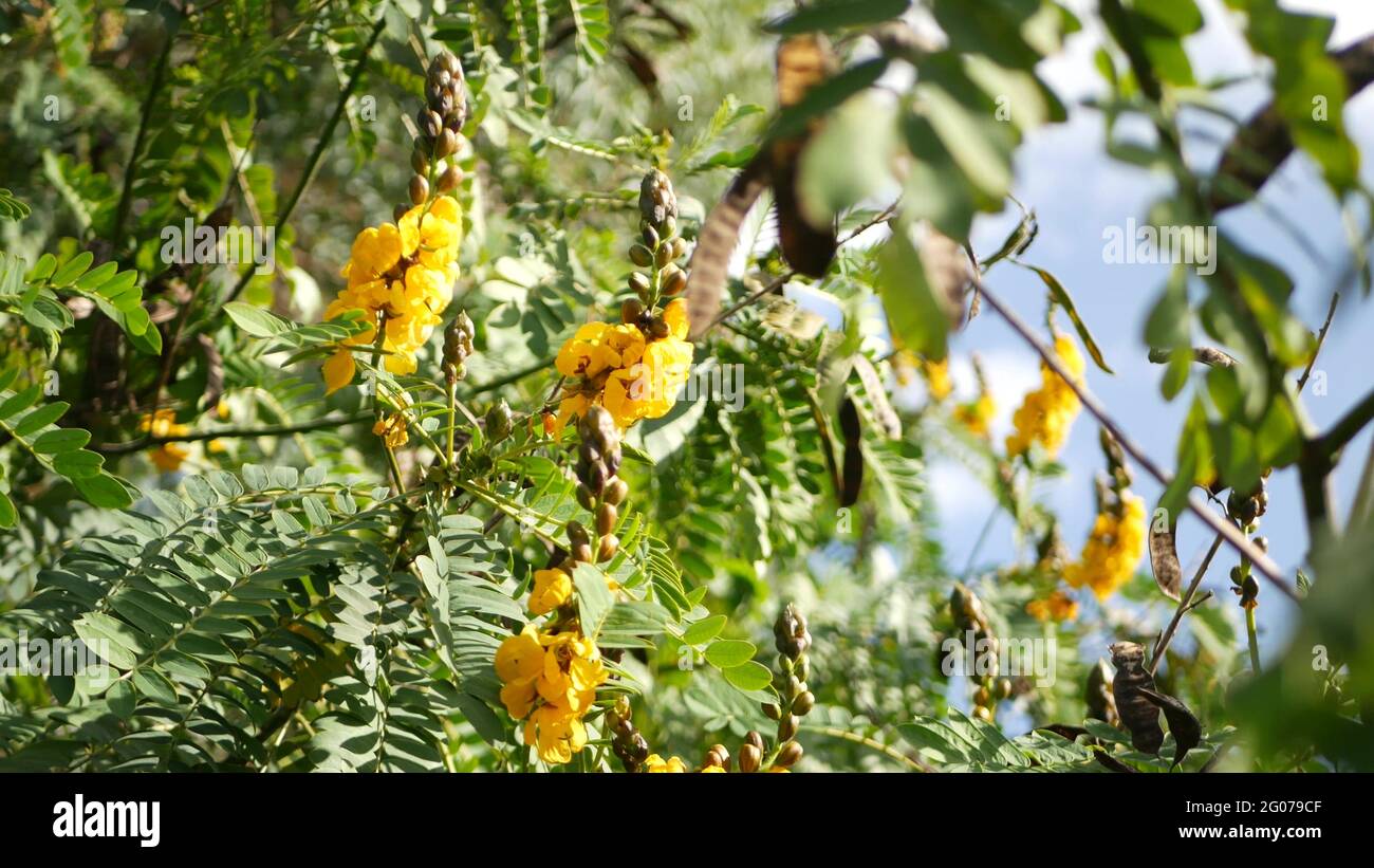 African senna flowers blossom, gardening in California, USA. Natural botanical close up background. Yellow bloom in spring morning garden, fresh sprin Stock Photo