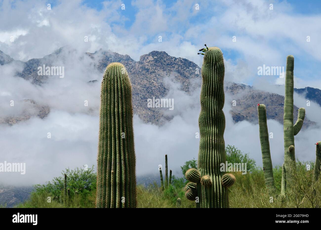 Saguaro cactus stand before the Santa Catalina Mountains shrouded in fog, Sonoran Desert, Tucson, Arizona, USA. Stock Photo
