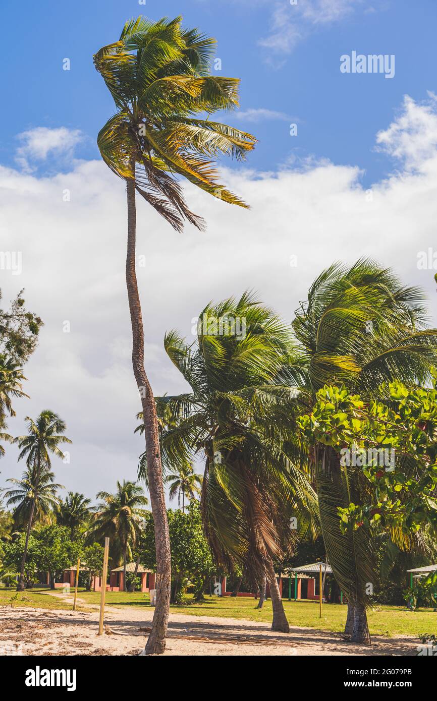 Palm trees on sandy path Seven Sea beach park in tropical Fajardo, Puerto Rico Stock Photo