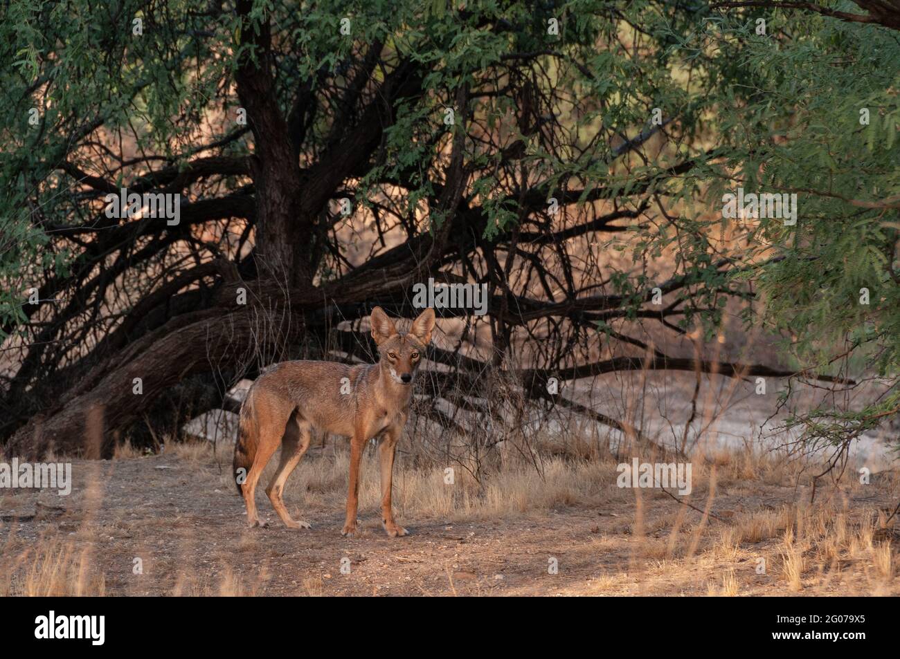 An urban coyote pauses along a wash within city limits, Sonoran Desert, Tucson, Arizona, USA. Stock Photo