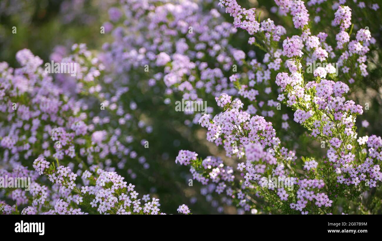 Confetti bush lilac flower, California USA. Coleonema pulchellum, buchu diosma springtime bloom. Home gardening, american decorative ornamental housep Stock Photo