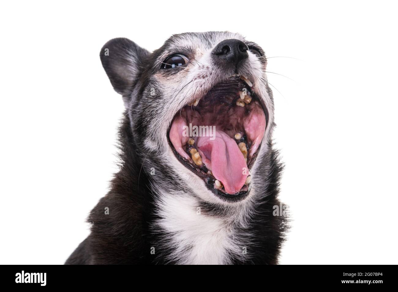Black Chihuahua Isolated On A White Background The Dog Yawns Bad Yellow Teeth Stock Photo Alamy