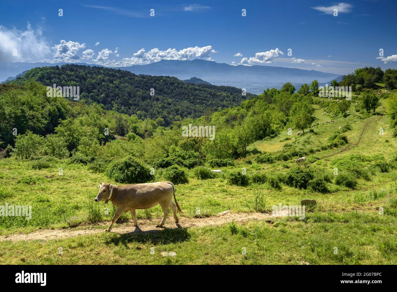 Green meadows and cows in spring near Santa Llúcia de Sobremunt, in Lluçanès (Osona, Barcelona, Catalonia, Spain) Stock Photo