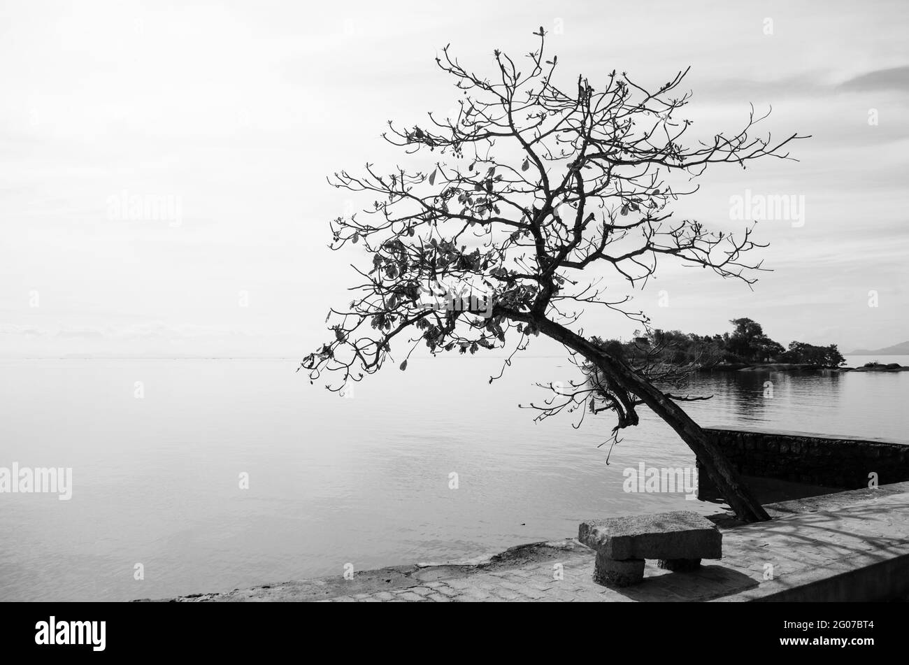 Grayscale shot of a tree by the sea Stock Photo