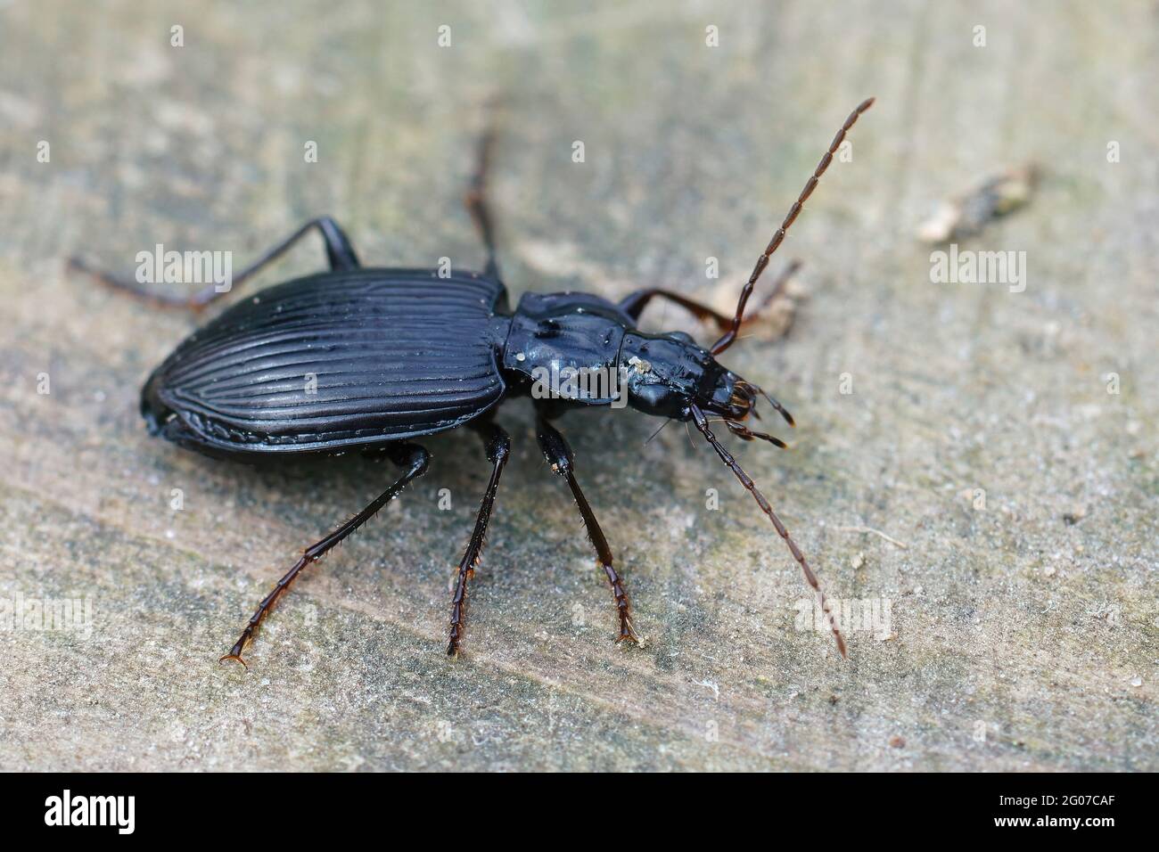 Closeup shot of a black ground beetle on a rough surface Stock Photo