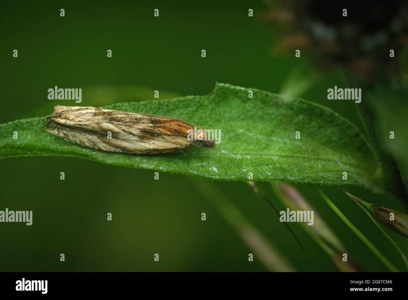 Selective focus of a micro moth on the surface of a green leaf Stock Photo