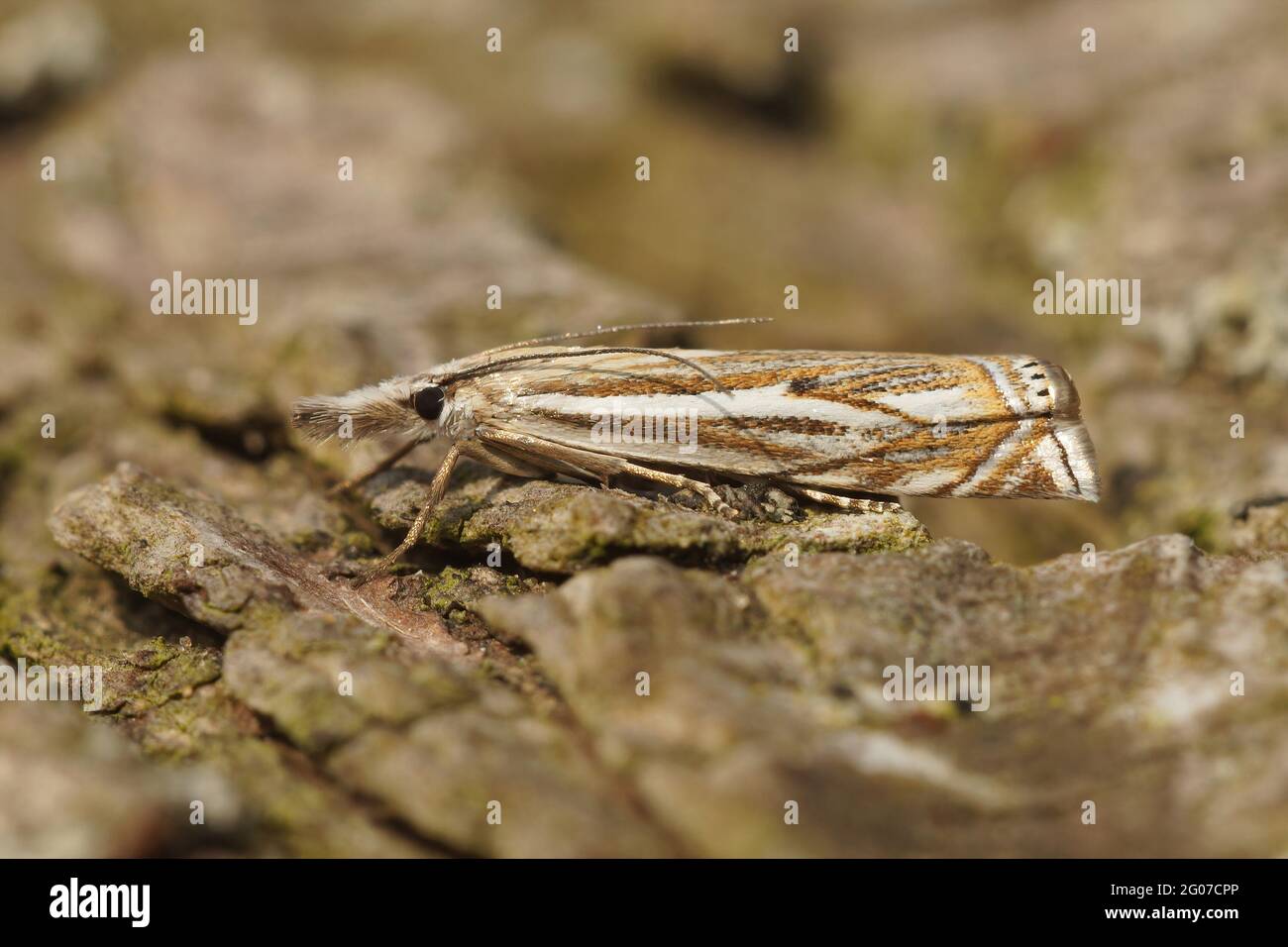 Selective focus of a micro moth on a piece of wood Stock Photo