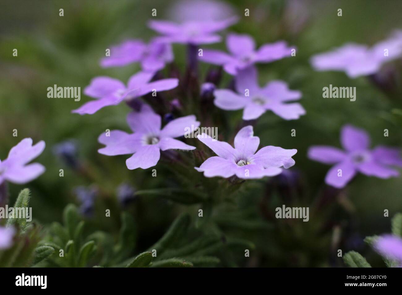 Beauty of earth hi-res stock photography and images - Alamy