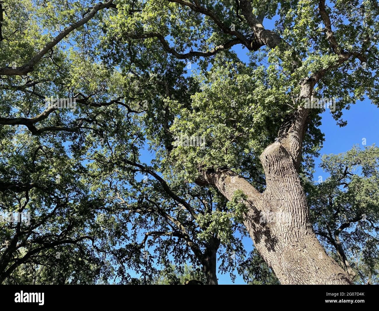 Low angle shot of trees under the sky in summer Stock Photo - Alamy