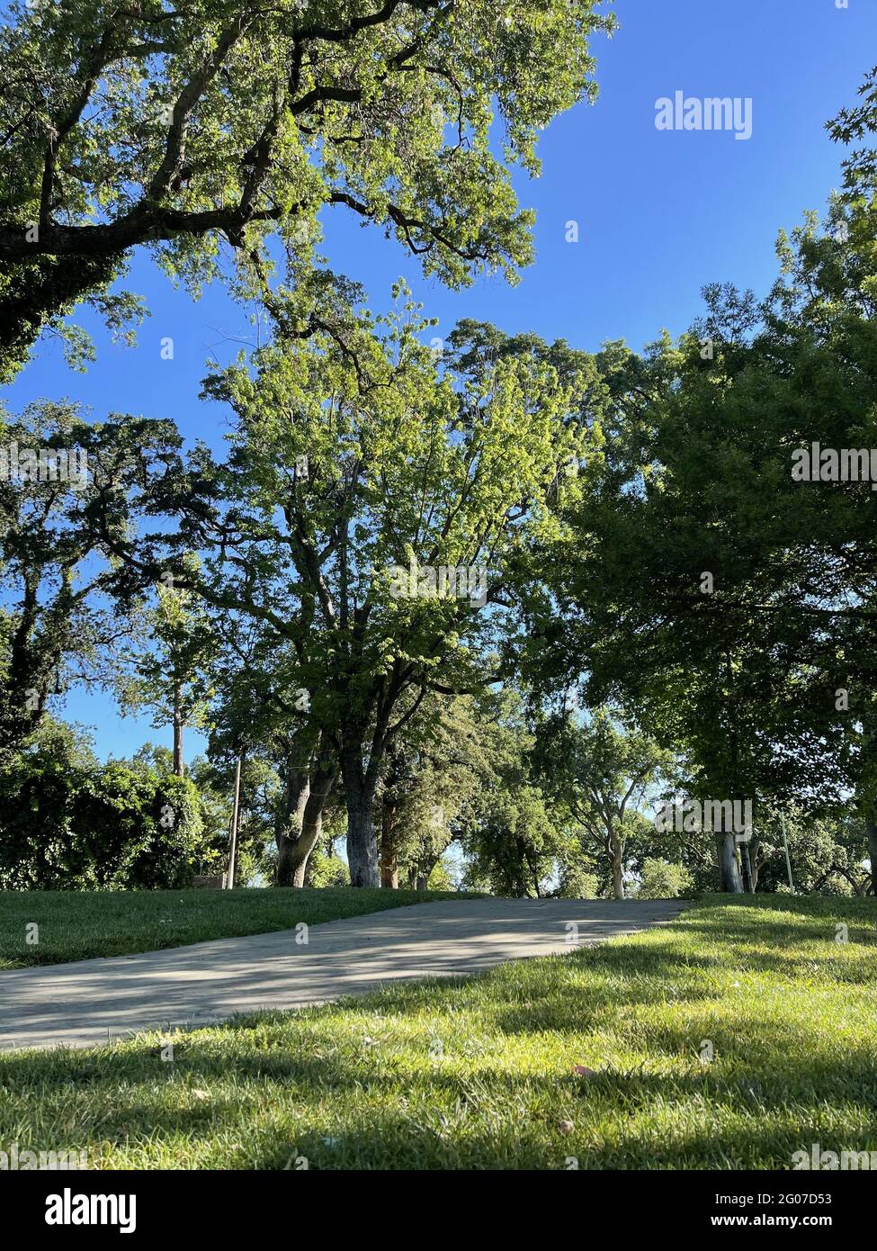 Trees in a park on a summer day Stock Photo - Alamy