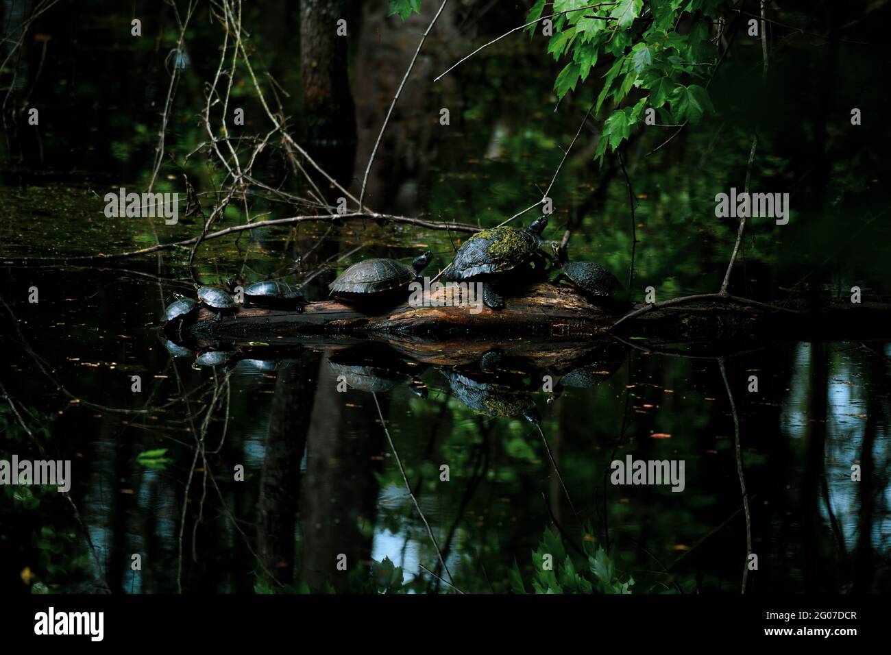 Stream forest turtle hi-res stock photography and images - Alamy