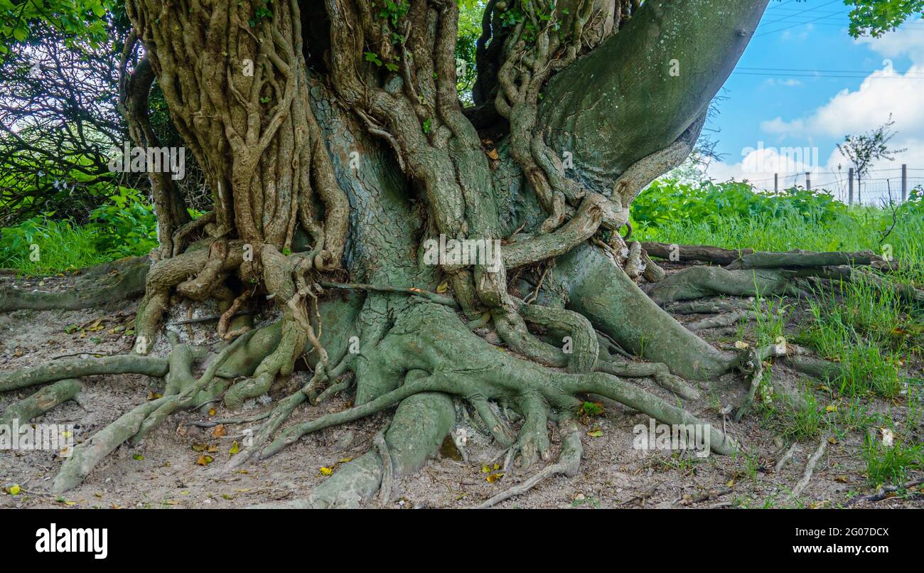 an ancient birch tree with huge exposed roots, inter-woven with climbing ivy Stock Photo