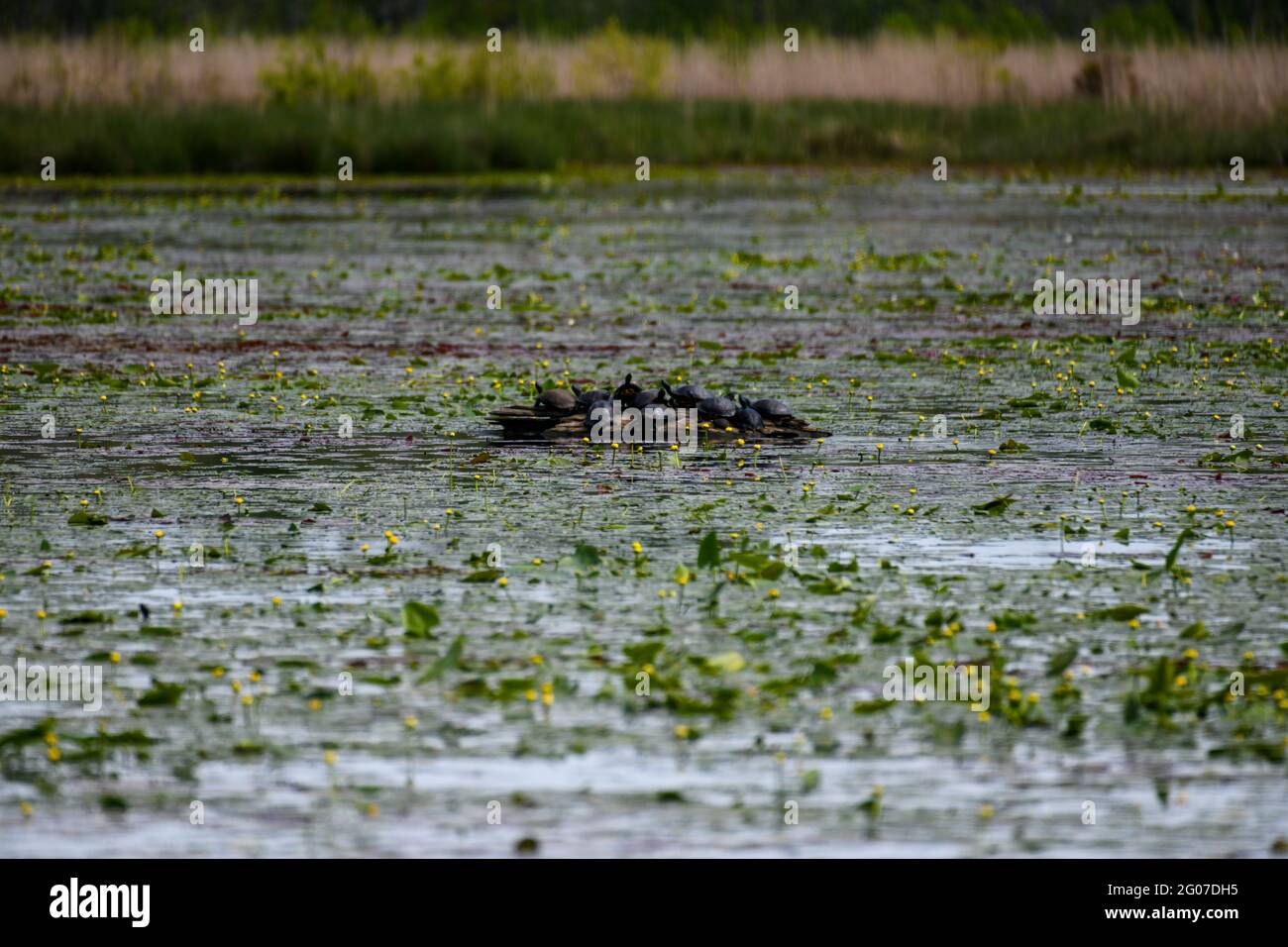 A Group of Turtle Sharing a Log to Bask Stock Photo - Alamy