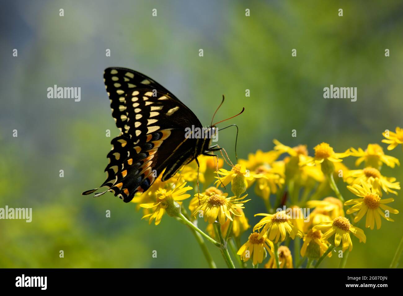 Black Swallowtail Butterfly Feeding on a Flower Stock Photo