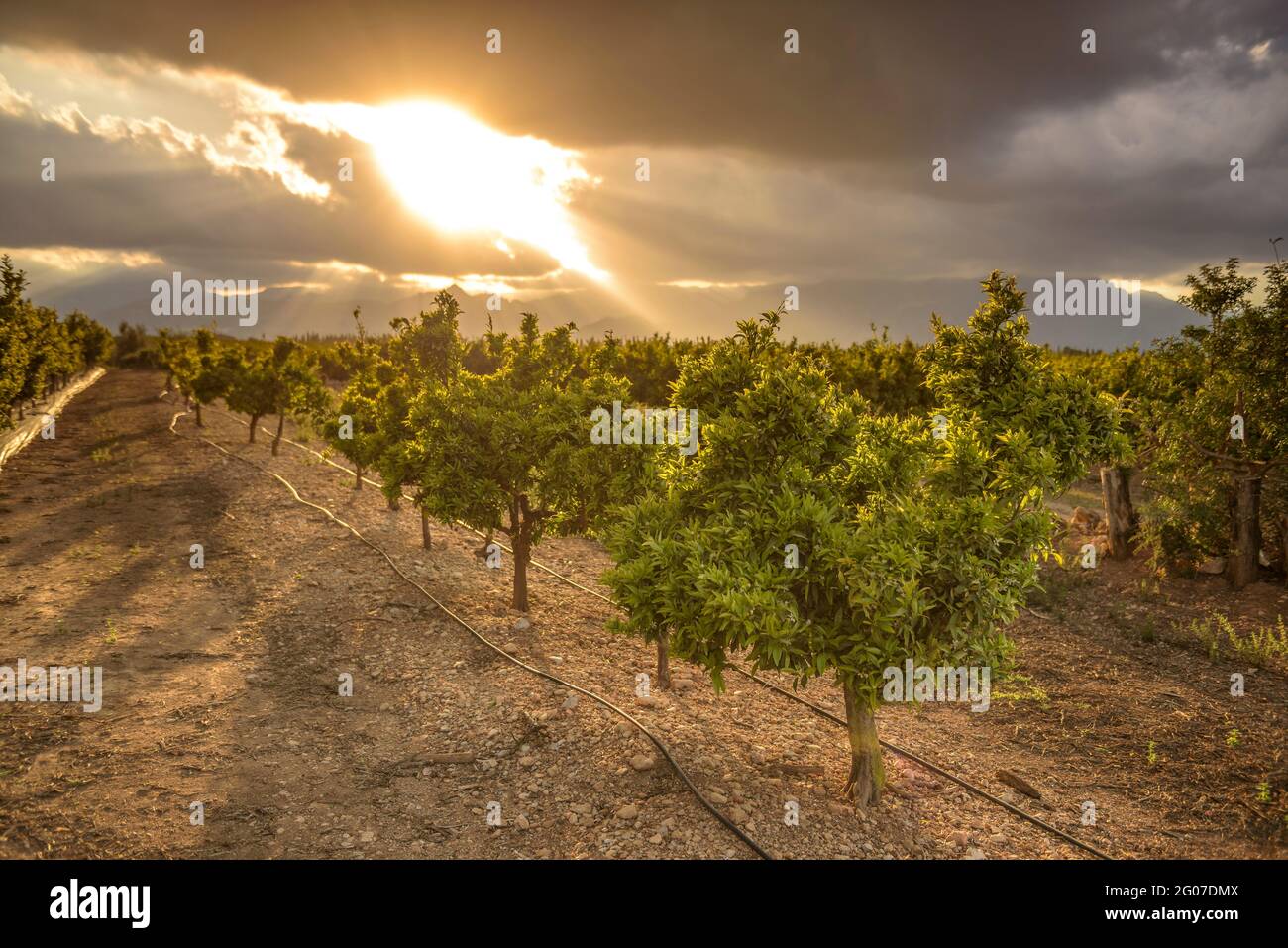 Orange groves with the Ports mountain range in the background and sun rays in the afternoon (Tortosa, Catalonia, Spain) Stock Photo