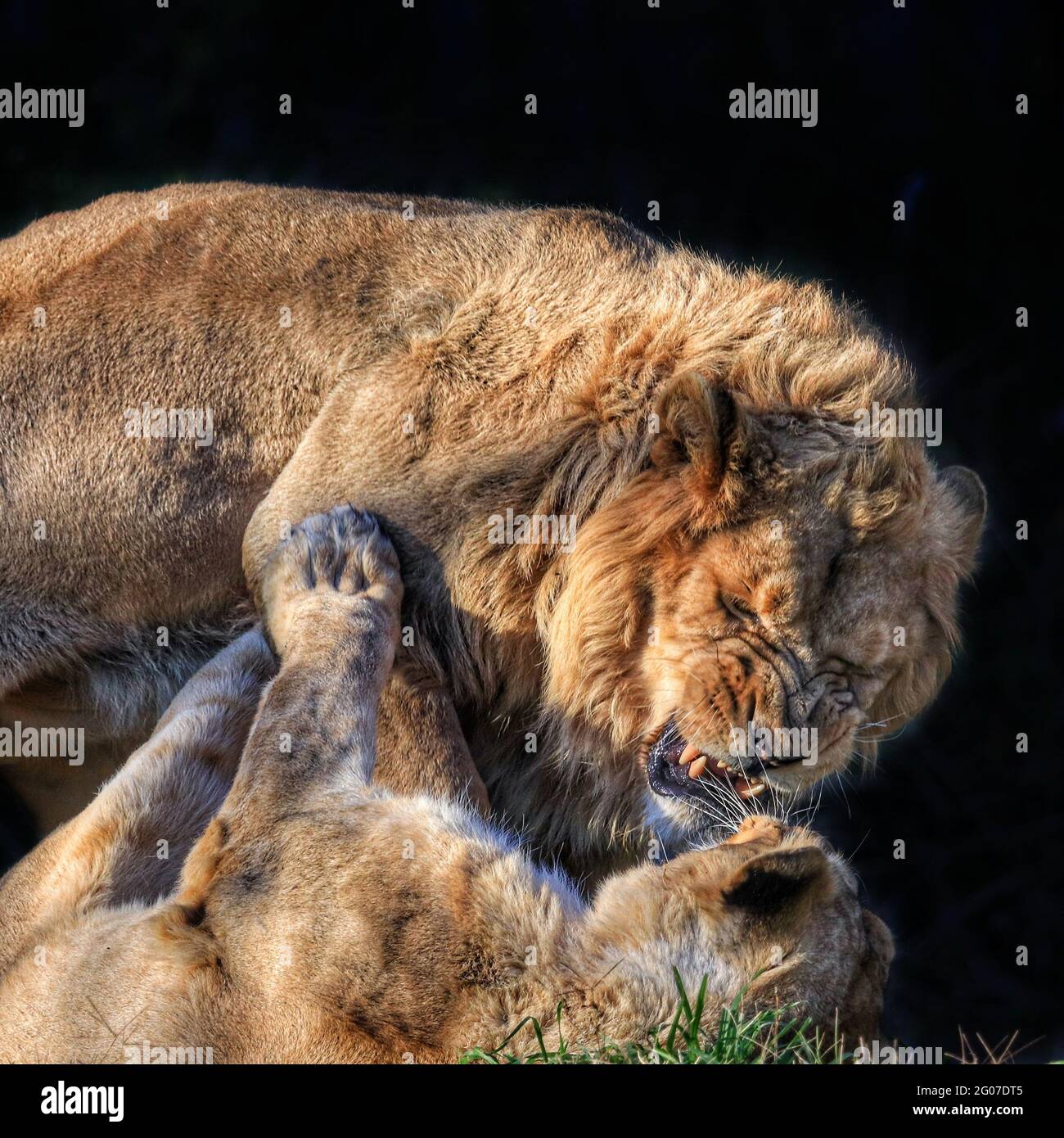 Couple of magnificent lions fighting and wrestling in the zoo Stock