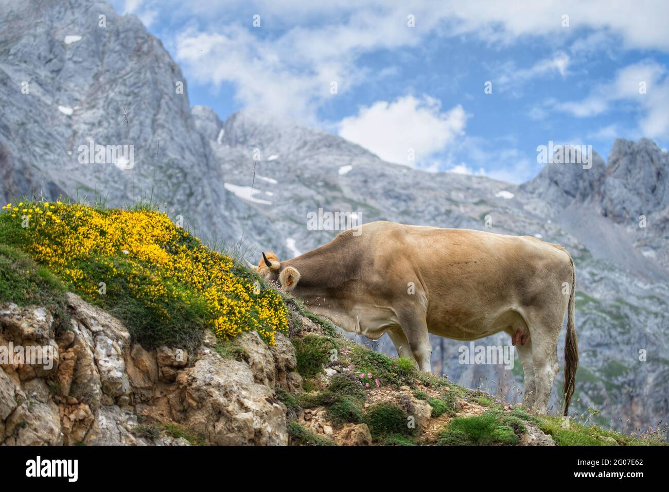 Cow grazing on the grass on top of the mountain with a beautiful view Stock Photo