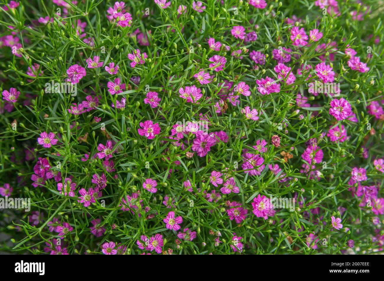 Close up background of colorful blooming gypsophila flower. Gypsophila pink flower Gypsophila muralis Stock Photo