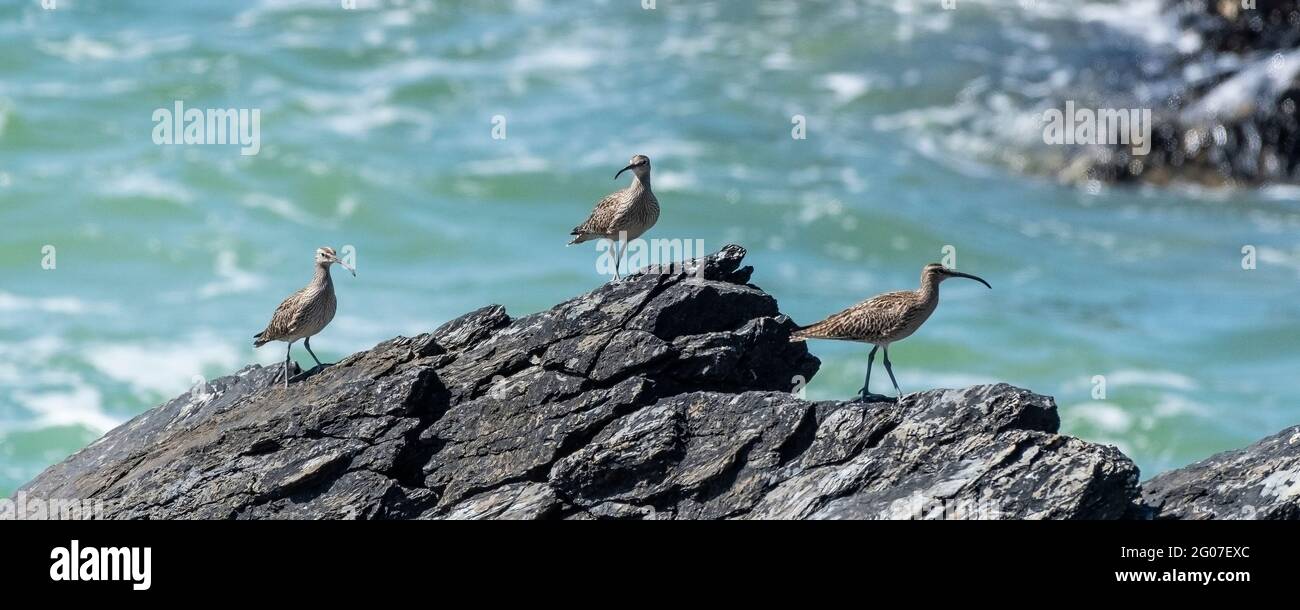 A panoramic image of three Eurasian Whimbrels Numenius phaeopus perched on rocks at Fistral in Newquay in Cornwall. Stock Photo