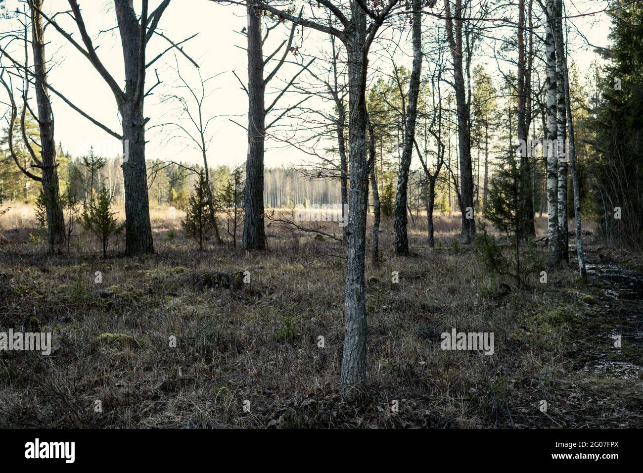 abstract tree trunk wall near open field and the forest borderline