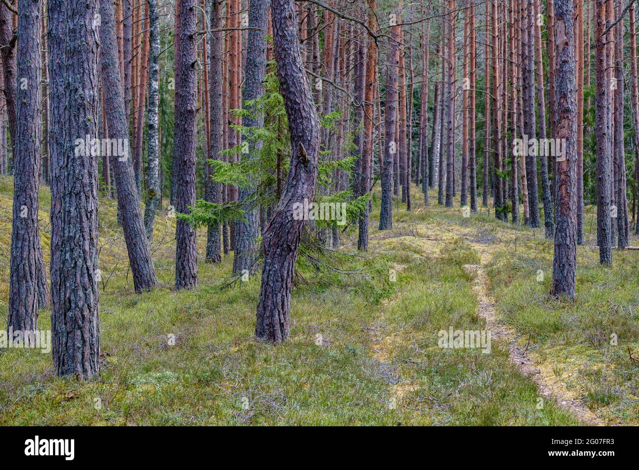abstract tree trunk wall near open field and the forest borderline