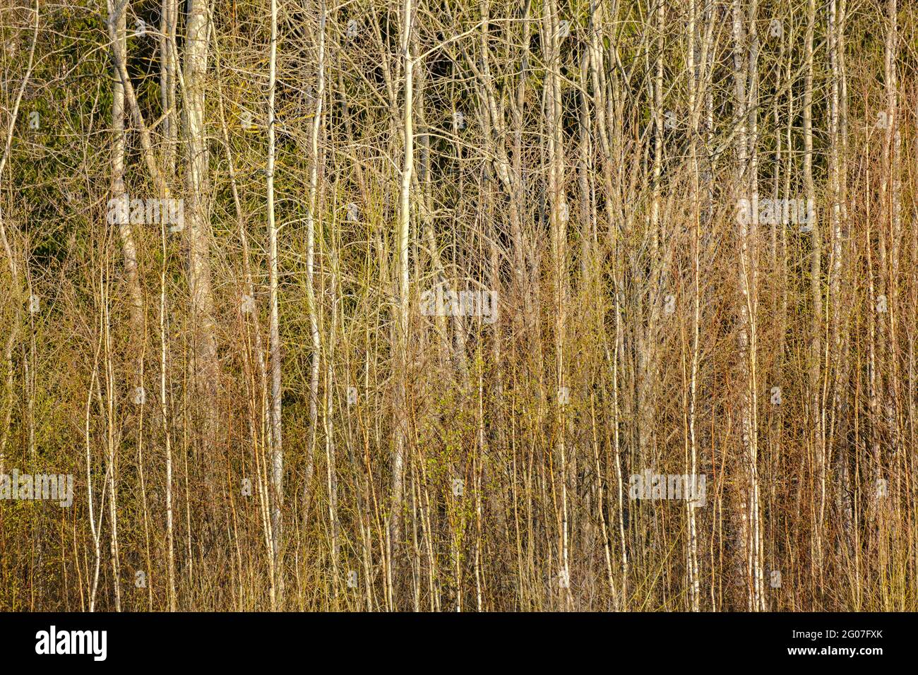abstract tree trunk wall near open field and the forest borderline