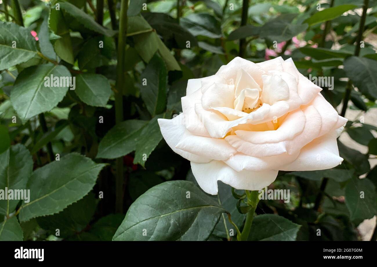 Photo of a yellow rose up close hi-res stock photography and images - Alamy