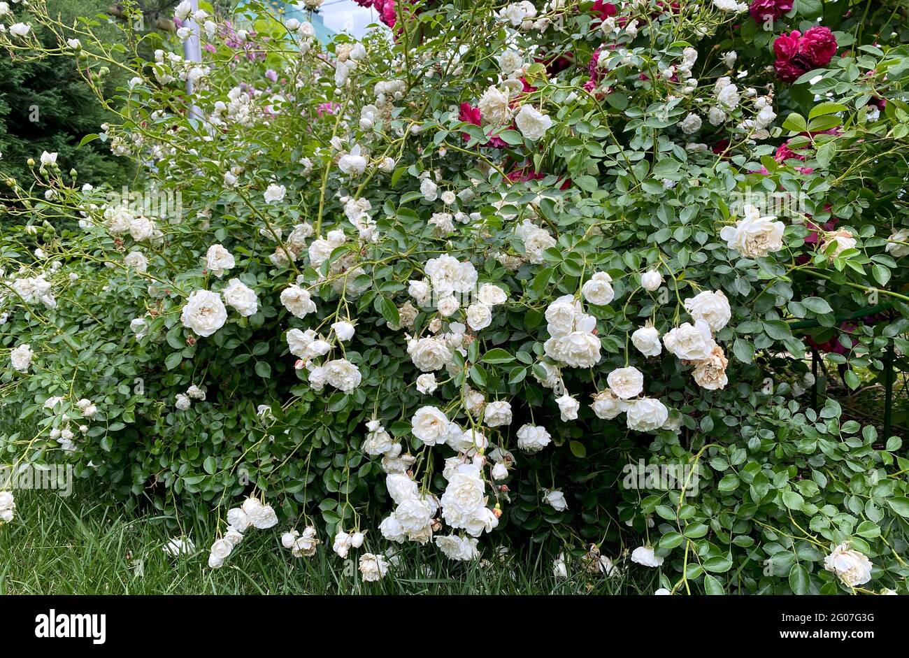 Compact White Roses Small white roses bushes blooming on the road in garden. Beautiful ...