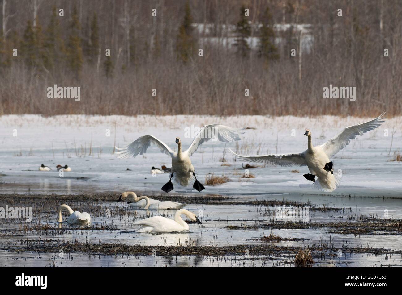 Trumpeter swans drop their landing gear to settle in with a group of swans and other waterfowl in Alaska's Palmer Flats State Game Refuge. Stock Photo