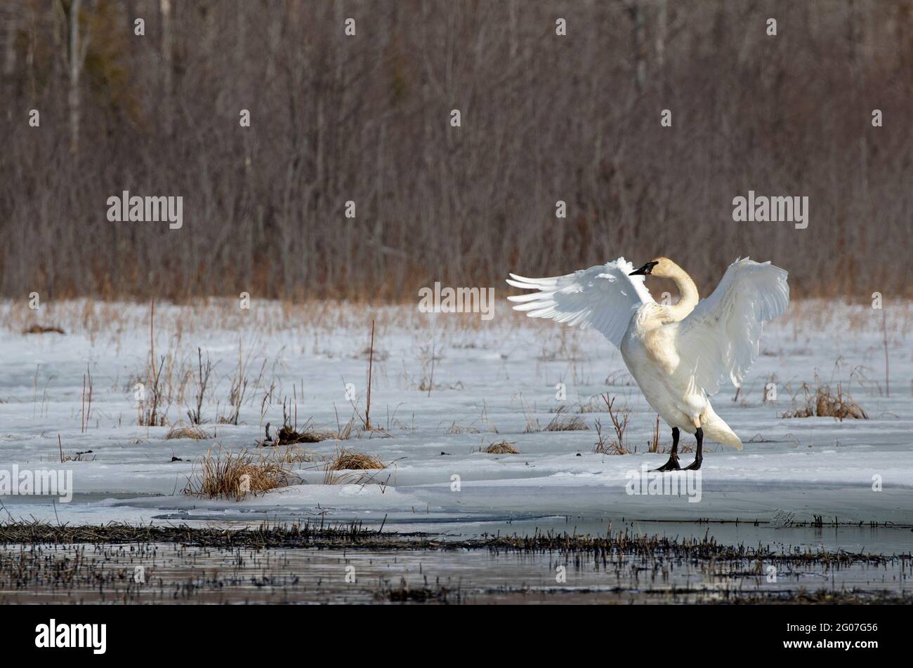 A trumpeter swan, newly arrived from points south, dries its wings while standing on an ice one April afternoon in Alaska's Matanuska Valley. Stock Photo