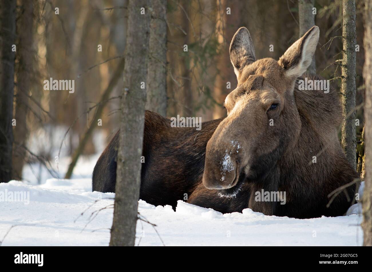 A cow moose bedded in snow rests after a night of feeding on willows. Stock Photo