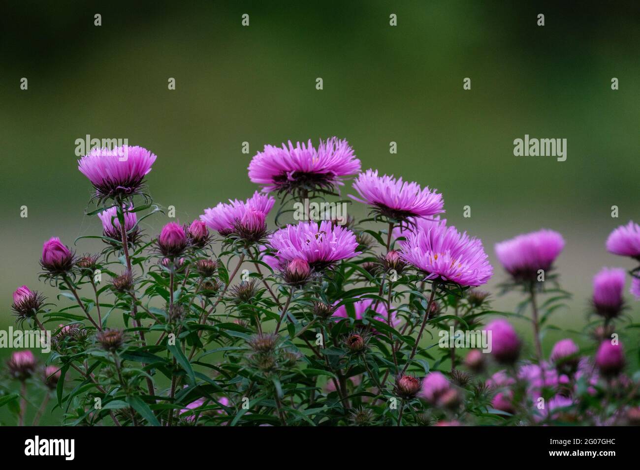 purple summer flowers blooming in the garden at countryside Stock Photo ...