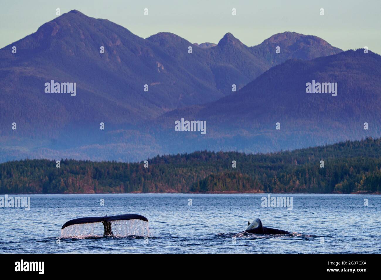Humpback whale (Megaptera novaaeangliae)  lifting its tail-fluke before going for a deeper dive, on a beautiful late afternoon, Blackfish Sound, near Stock Photo