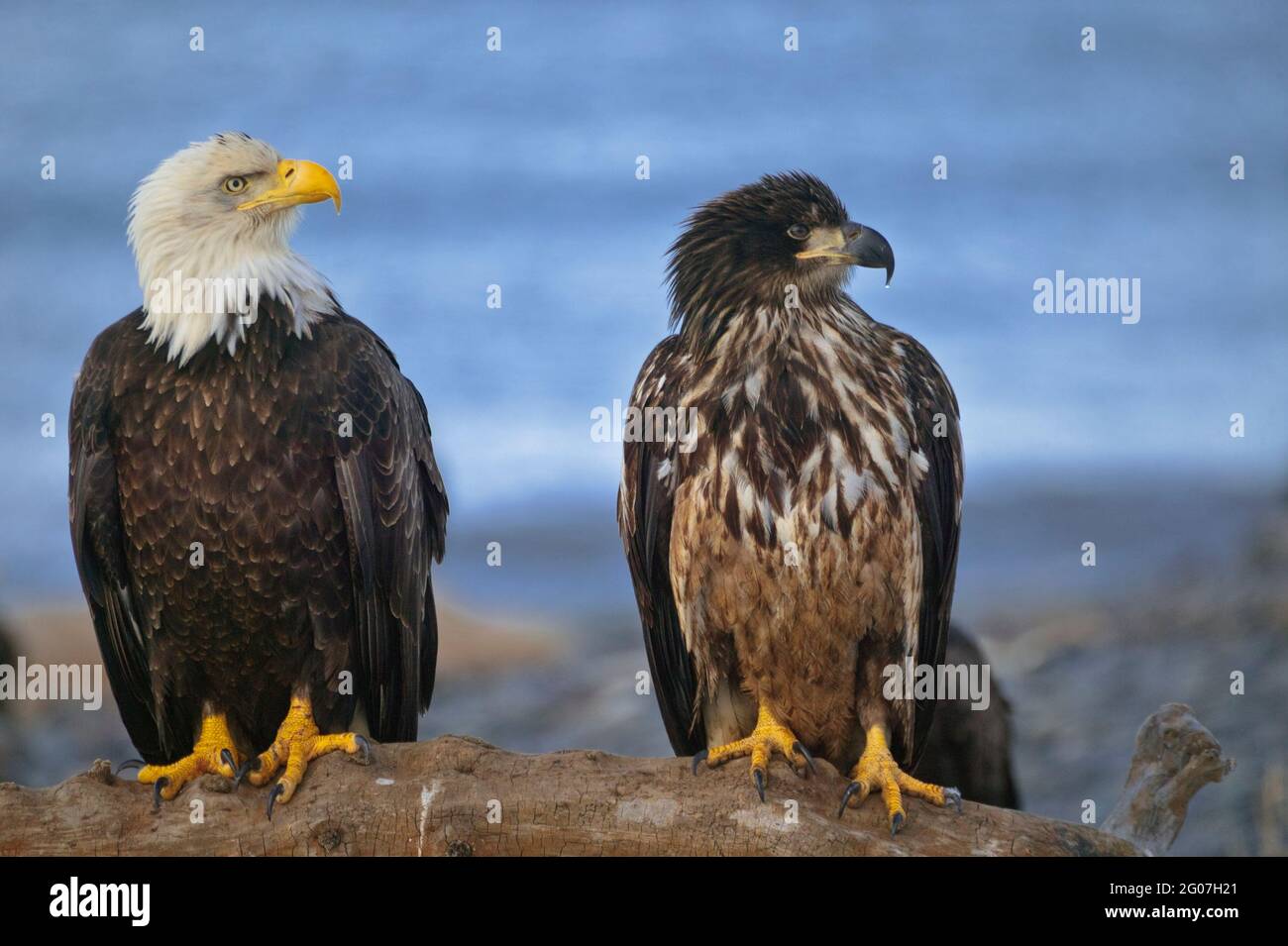 Adult and juvenile bald eagle sitting side by side along a beach on Vancouver Island, British Columbia, Canada Stock Photo