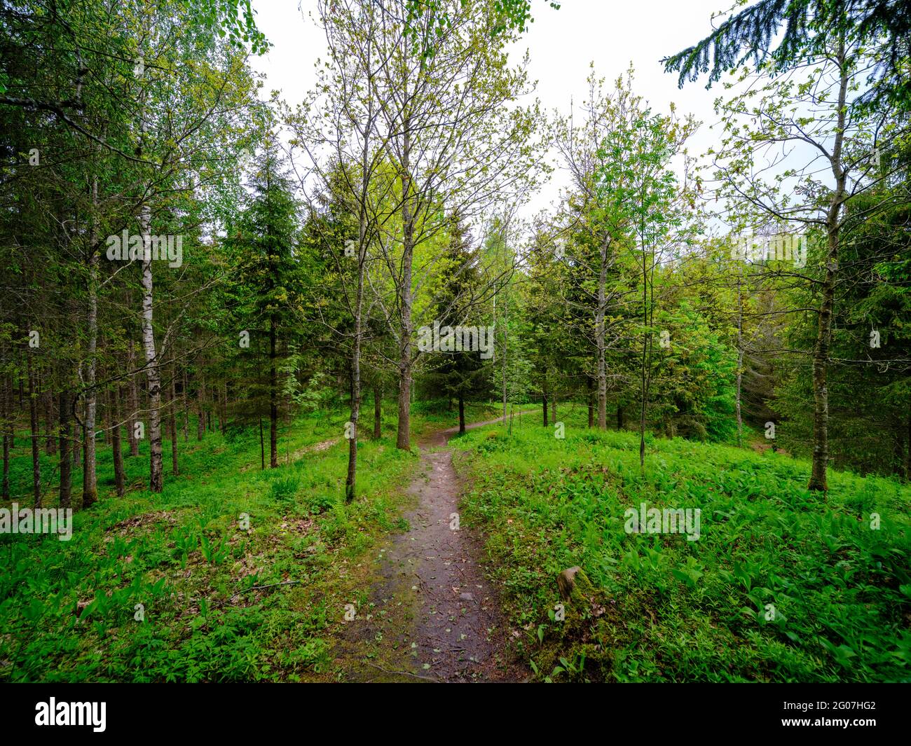 Plain wet forest road hi-res stock photography and images - Alamy