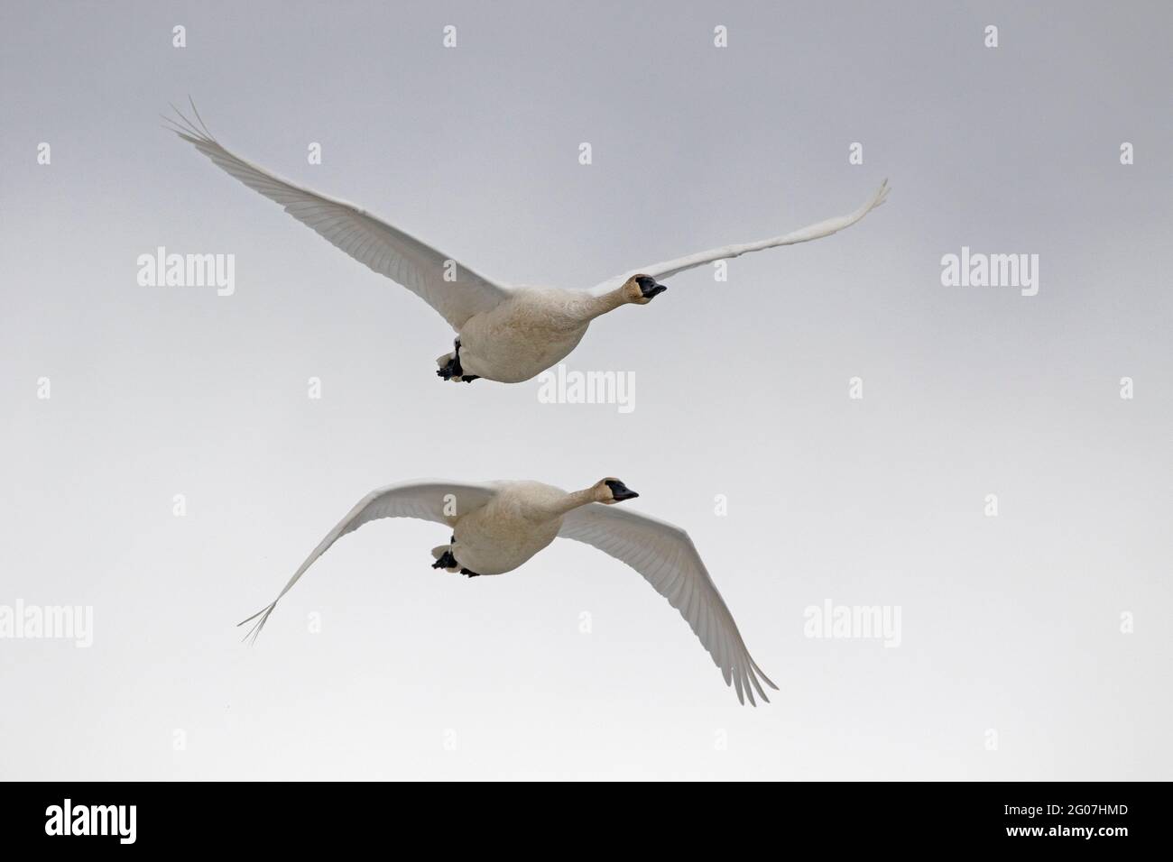 Trumpeter swans in flight create a mirror image against a neutral background. Stock Photo