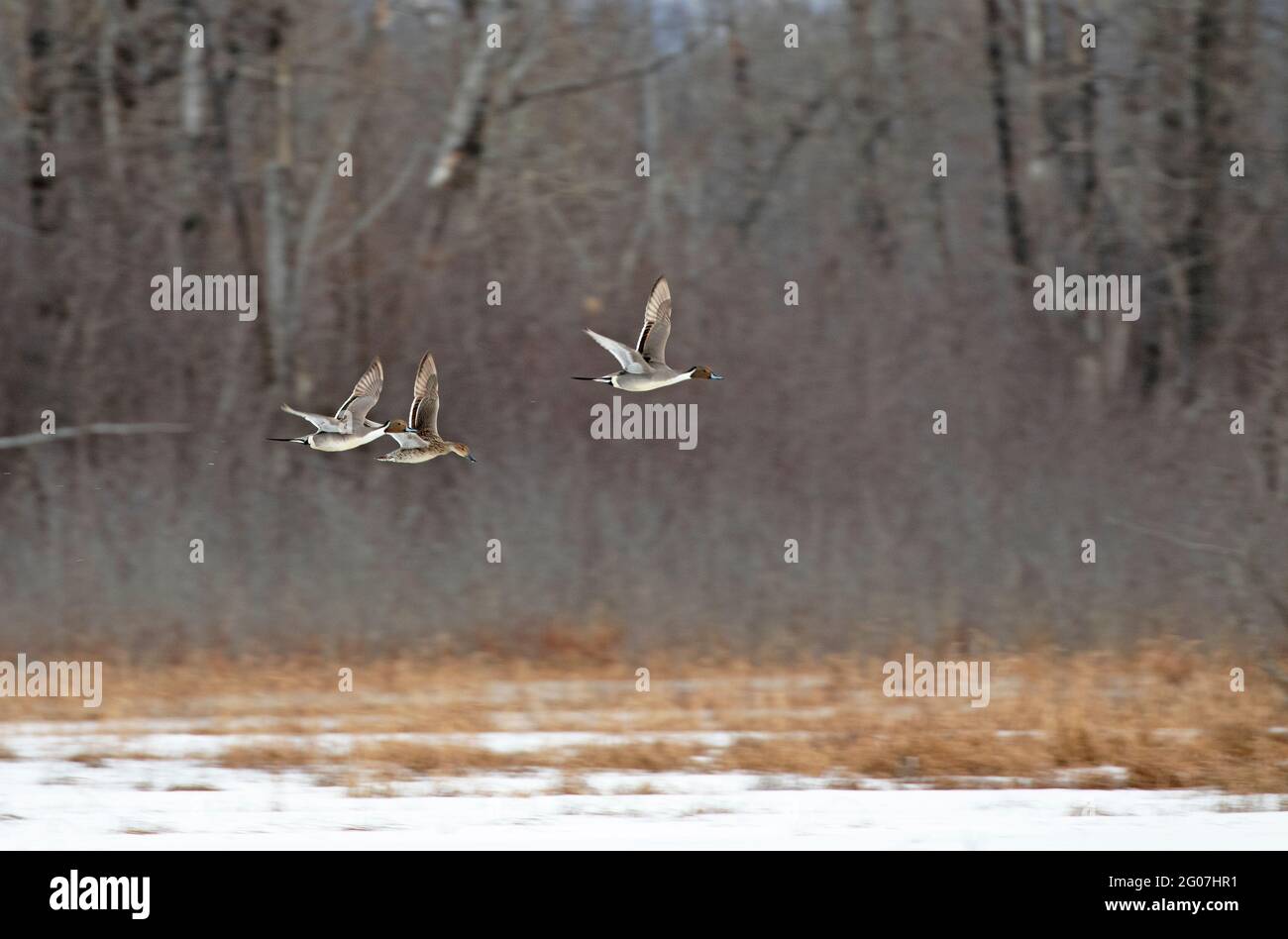 Two pintail drakes in full breeding colors pursue a hen in flight over a wetland in Southcentral Alaska. Stock Photo
