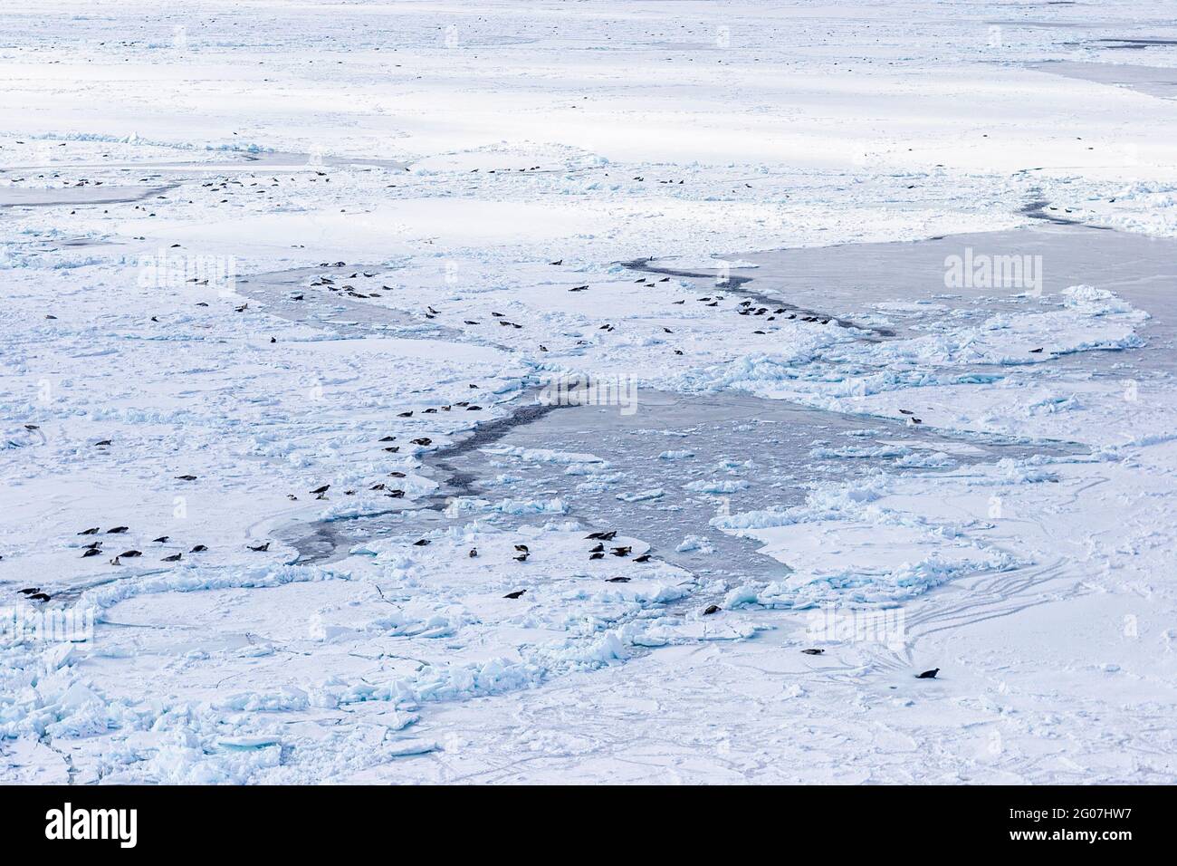 Seal colony on ice floes. HSUS Photoshoot March 2006, Save the seals campain on the ice floes north of Prince Edward Island, northeast off Magdalen Is Stock Photo
