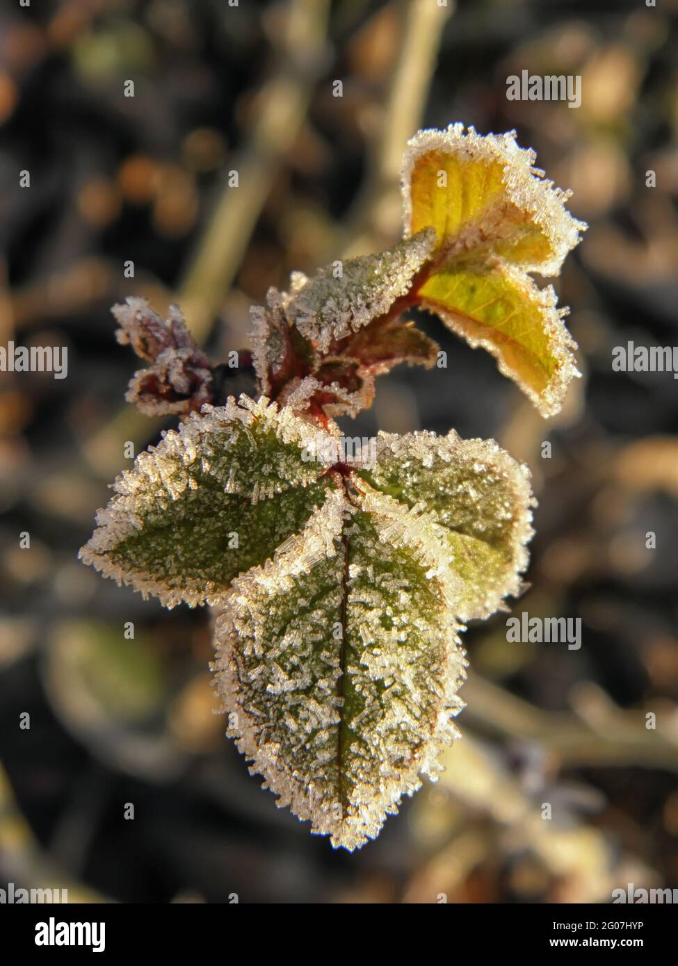 Frosty plants in early morning. Fresh winter air. Cold season. First