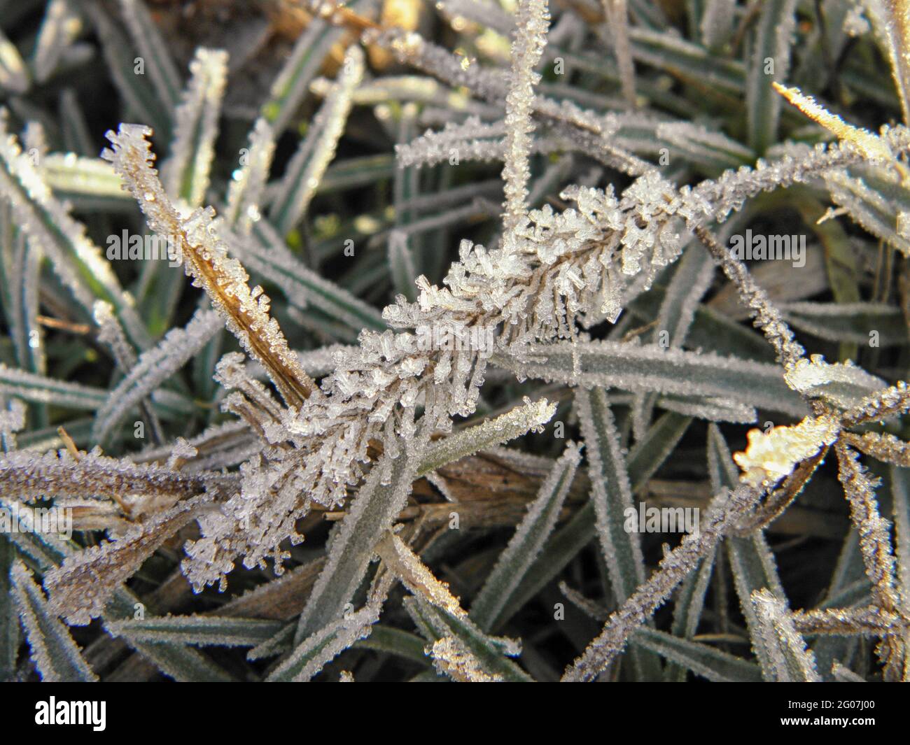Frosty plants in early morning. Fresh winter air. Cold season. First