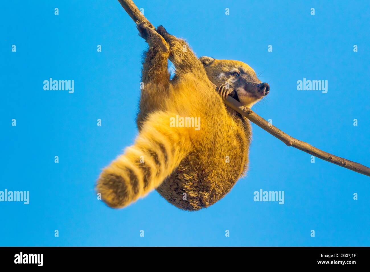 Brown nosed Coati (Nasua nasua) Climbing a Tree 31/12/2015 Stock Photo