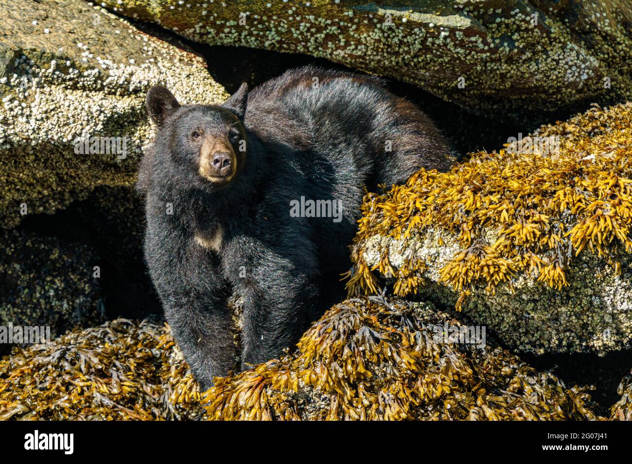 Black bear sitting at low tide on a small island in the Broughton Archipelago, First Nations Territory, British Columbia, Canada Stock Photo