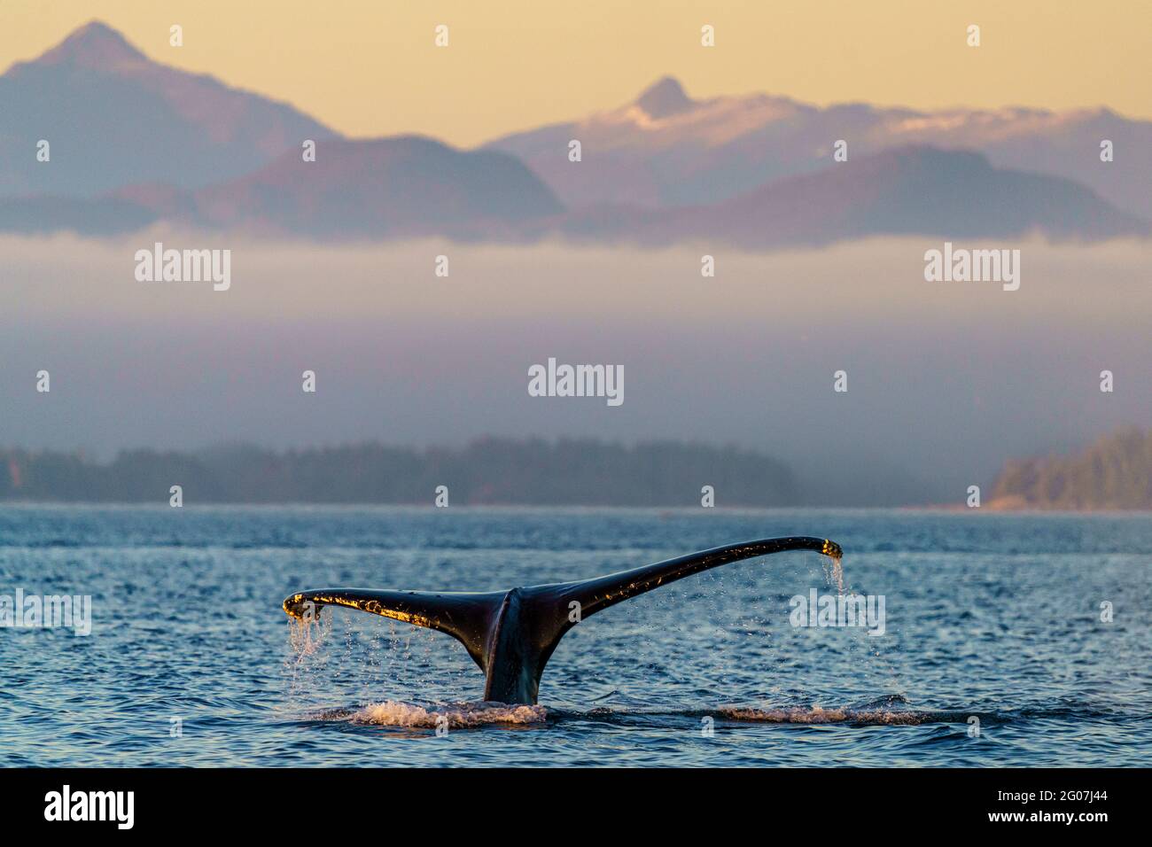 Humpback whale (Megaptera novaaeangliae)  lifting its tail-fluke before going for a deeper dive, on a beautiful late afternoon, BC Coastal Mountains, Stock Photo
