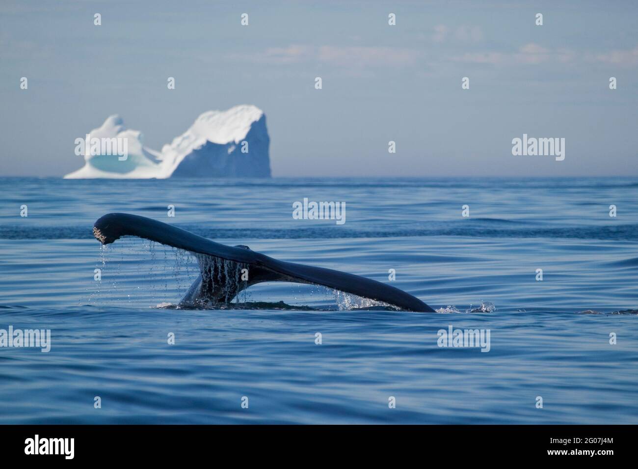 Humpback Whale, megaptera novaeangliae, iceberg, Canada, Newfoundland, Northern Peninsula, Stock Photo