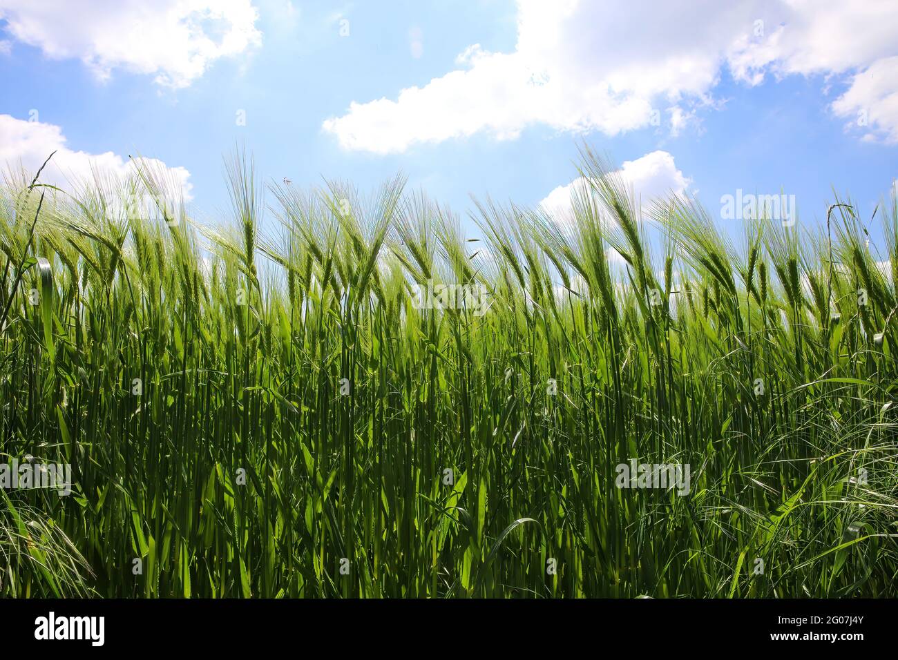 Worm eye view on field with young green common wheat (triticum aestivum) against blue sky with cumulus clouds in springtime Stock Photo