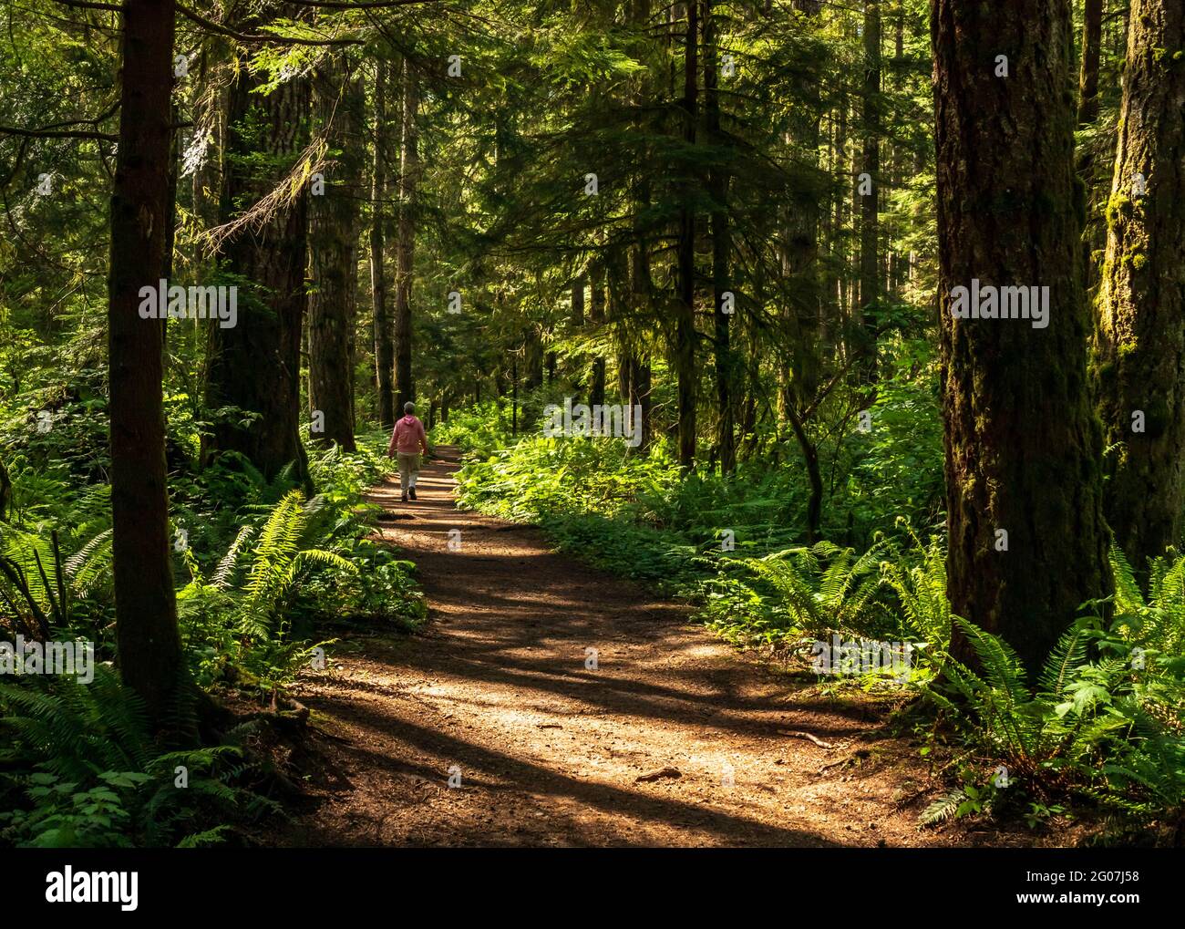 Senior woman with pink sweater, walking along a forest trail, with green brush, fir and hemlock trees, sun and shade on path.  Canadian forest. Stock Photo